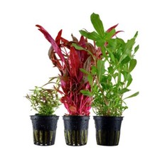 'Buntes' Set mit 3 Topf