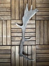 Damwild Abwurfstangen Geweihstangen Trophäe Deko (57-63cm) Unbehandelt