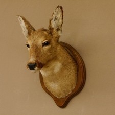 Reh Ricke weiblich Winterfell