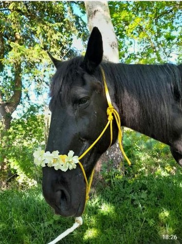 Knotenhalfter mit blumen - mit,
