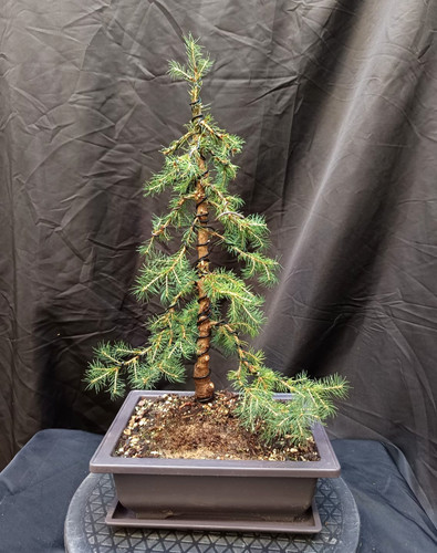 Pre bonsai picea glauca - picea, conica