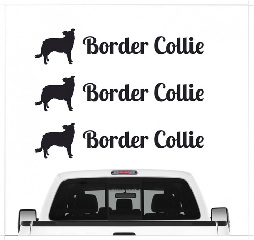 Border collie sheepdog - border,