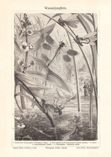 Wasserjungfern historischer