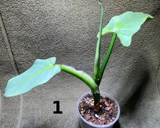 Philodendron hastatum silver - hastatum, "silver
