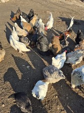 Bruteier Brahma Ga Ha Mong