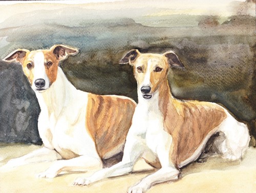 Windhund levrier - windhund,