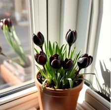 Schneekrokusse schwarzer