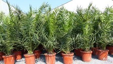 4 Stück Palme XXL 190 - 230cm Phoenix canariensis, kanarische Dattelpalme,