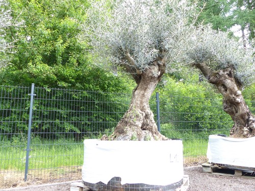 Genau dieser baum l10 - genau,