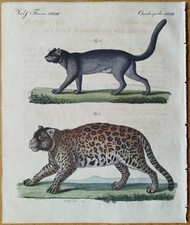 Jaguar - Bertuch Originaldruck