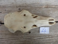 echter Rothirschschädel / Abwurfstangen / Basteln 22