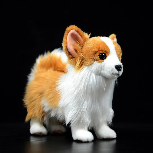 Zwergspitz pomeranian - zwergspitz,