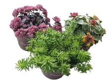 Gartenpflanzen Sedum Mauerpfeffer 3 verschiedene winterharte Züchtersorten 12 cm