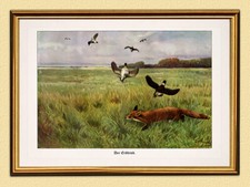 Der Erbfeind Jagdbild Fuchs