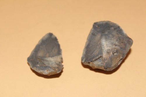 Dipleura dekay boliviensis - dipleura,