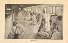 Schafzucht Australien anno