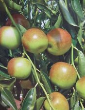 Ziziphus jujuba 'Dongzao'- dornarme chinesische Dattel - winterharte Pflanze