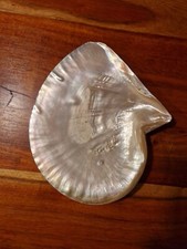 XXL Gold Lip Perlmutt Muschel 200mm lang Pinctada maxima Mother Of Pearl Shell