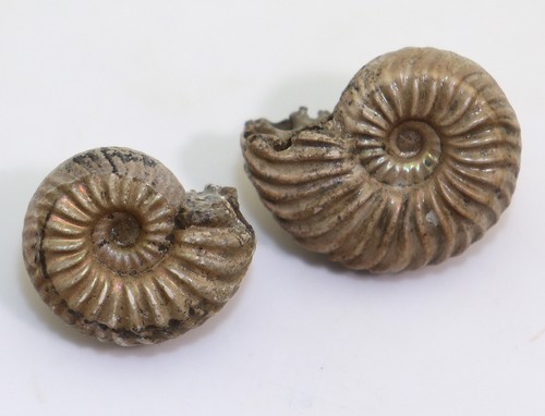 Ammonit proleymeriella - ammonit,,