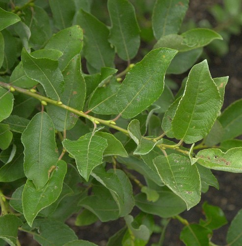Salweide 80cm salix - salweide, 60-80cm