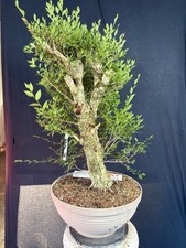 Feldulme Bonsai Prebonsai