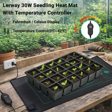 LERWAY Pflanzen Sämlinge