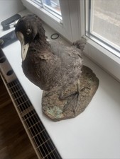 Blässhuhn Tierpräperat Ausgestopfte Tiere Vogelpräperat Taxidermy 