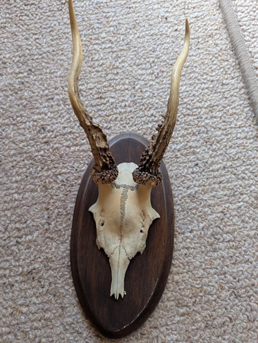 Rehbock geweih trophäe mit - geweih-trophäe,