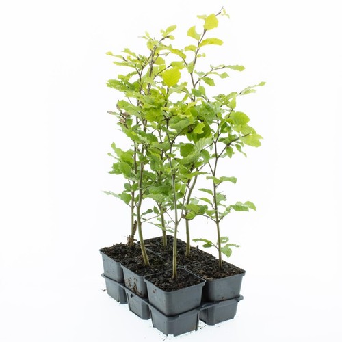 Rotbuche fagus - rotbuche, cm