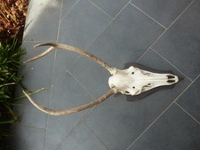 Hirschgeweih abnorm selten