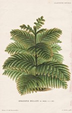 Araucaria mülleri Chile