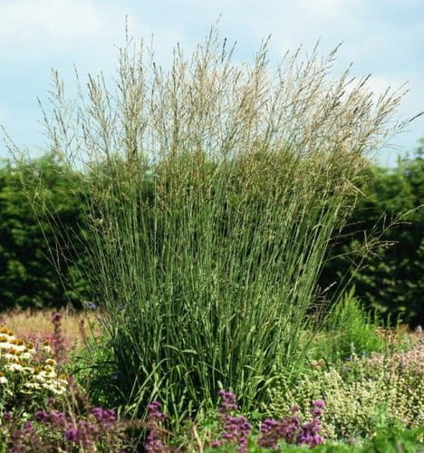 Riesen pfeifengras karl - riesen-pfeifengras, 'karl