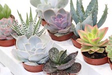 Sukkulenten Mix mit 5 Pflanzen