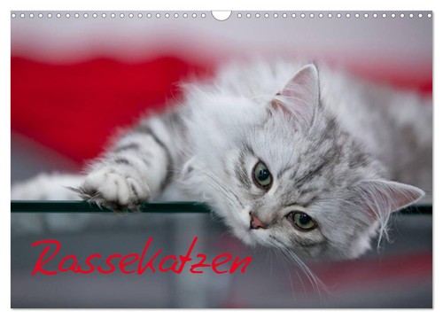 Rassekatzen wandkalender 2027 - (wandkalender,