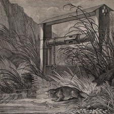 Ridinger Spuhr eines Bibers