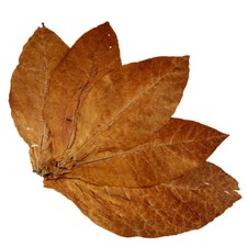 Tabakblätter der Sorte Burley