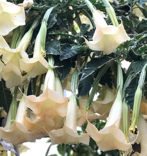 Brugmansia arborea white - brugmansia,