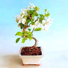 Zwerg-Zierapfel – Malus