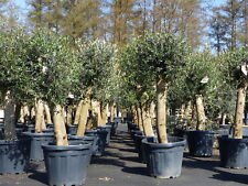 Olivenbaum Bonsai 160 cm Olive beste Qualität, Stammumfang 30 - 40 cm winterhart