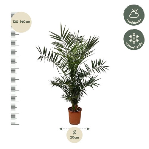 Phoenix canariensis kanarische - canariensis,