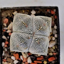 Kakteen – Kaktus – Astrophytum myriostigma onzuka 4 Rippen- 3cm Durchmesser