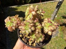 Aeonium lemon lime cristata - aeonium,