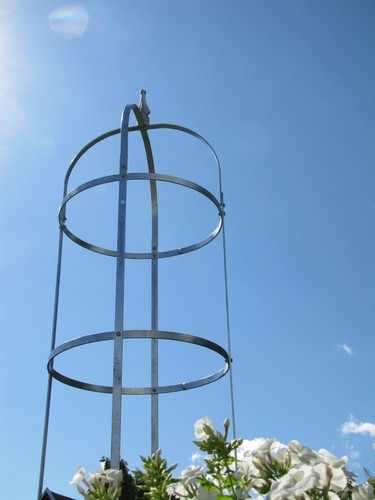 Rosensäule rosenkönigin xxl - rosensäule,