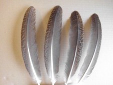 10 braun gemusterte  Federn