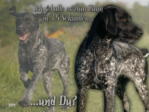 Deutsch drahthaar - deutsch,