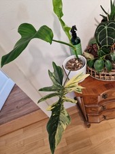 Philodendron florida beauty - philodendron,