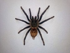 Chromatopelma Cyaneopubescens