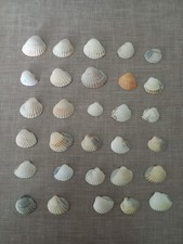 180 echte MUSCHELN Muschel Meeresmuschel * Ostsee Insel USEDOM * 15-35mm/18-160g