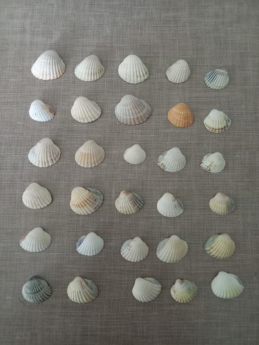 180 echte muscheln muschel - echte,