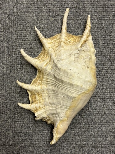 Große spider conch muschel - spider,